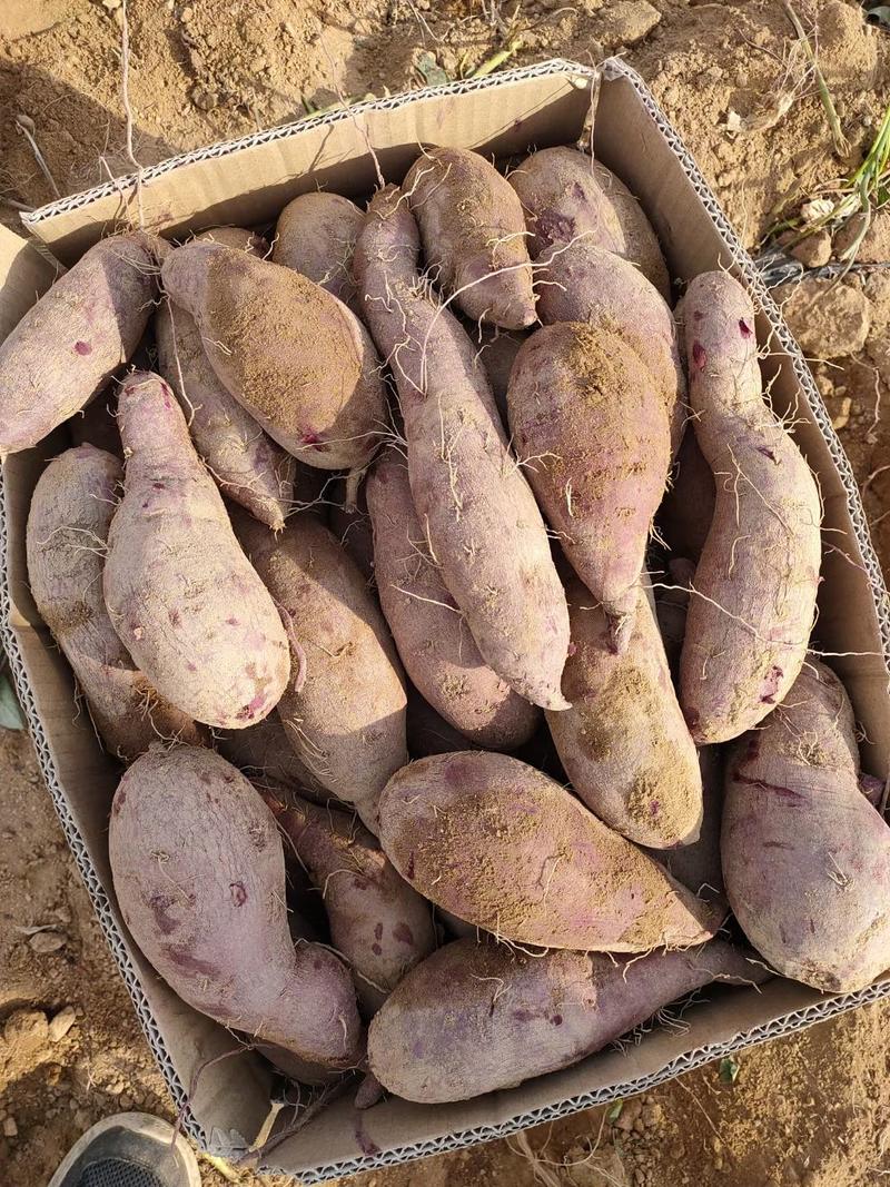 山东紫薯紫罗兰紫薯地瓜，精品紫薯地瓜产地批发