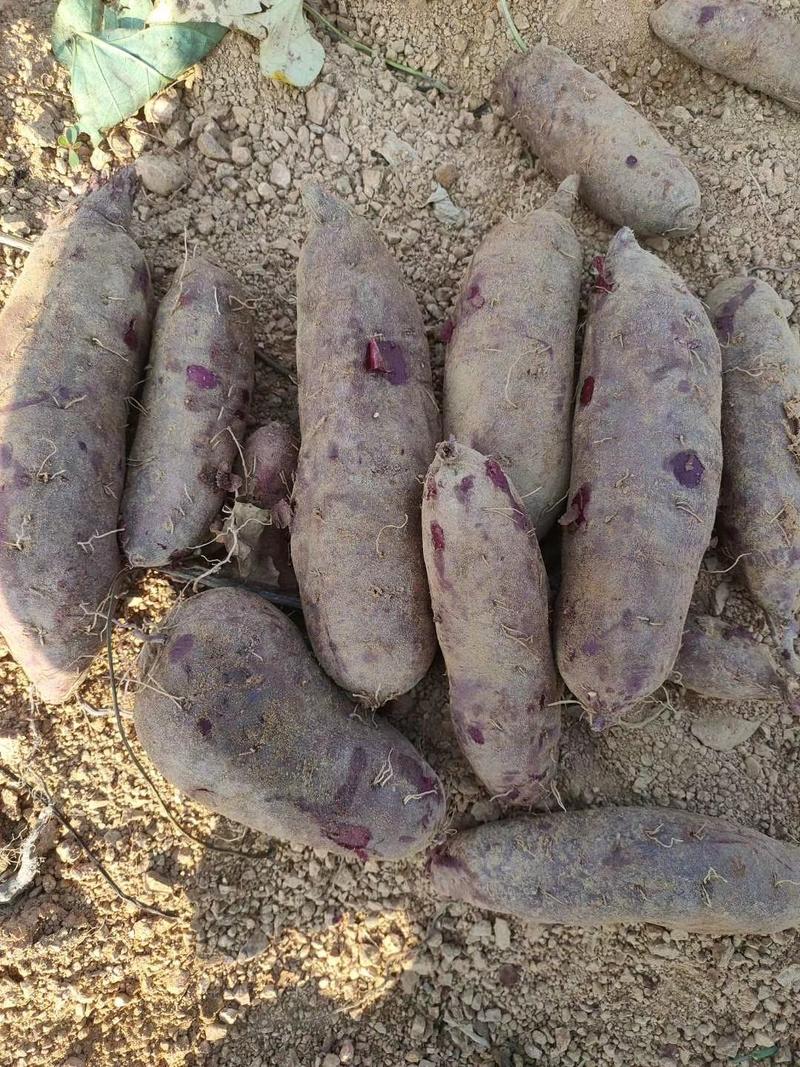 山东紫薯紫罗兰紫薯地瓜，精品紫薯地瓜产地批发