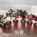沙漠玫瑰沙漠玫瑰花卉盆栽优选品质基地直销