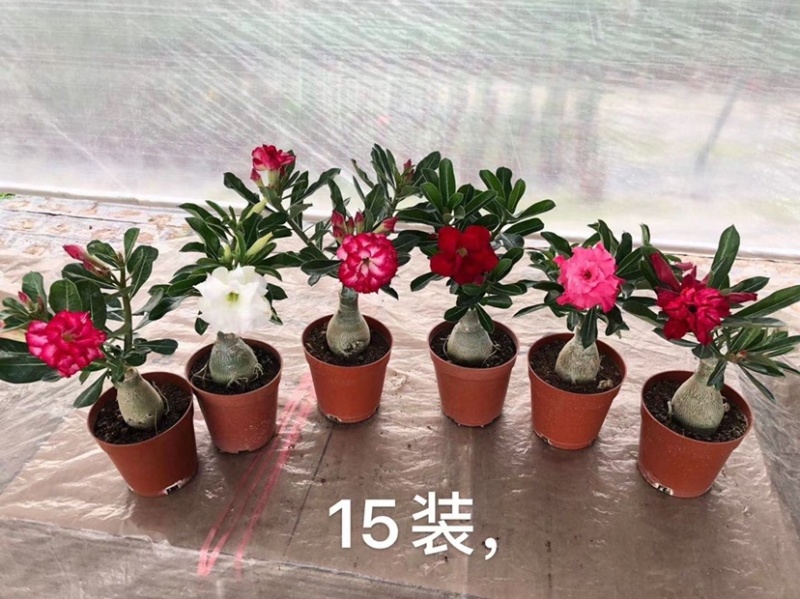 沙漠玫瑰沙漠玫瑰花卉盆栽优选品质基地直销