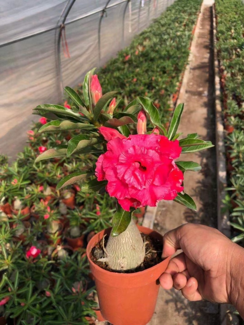 沙漠玫瑰沙漠玫瑰花卉盆栽优选品质基地直销