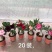 沙漠玫瑰沙漠玫瑰花卉盆栽优选品质基地直销