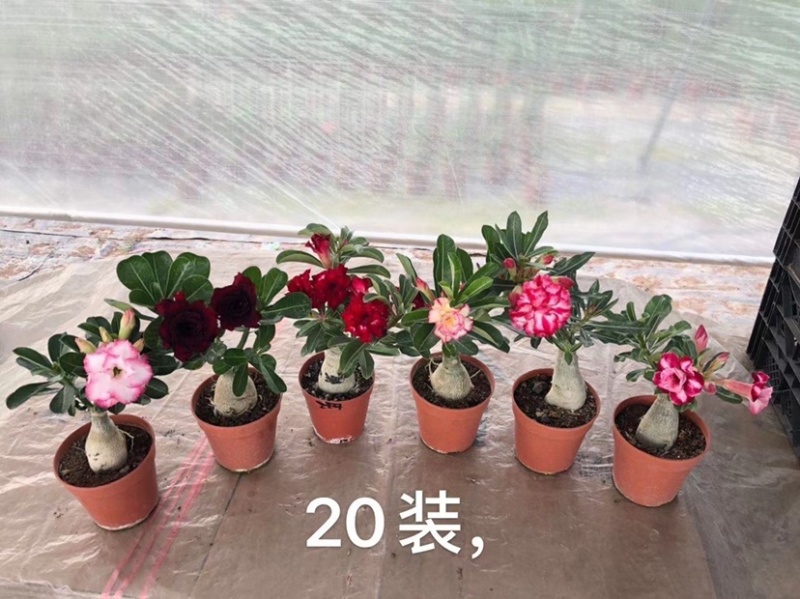 沙漠玫瑰沙漠玫瑰花卉盆栽优选品质基地直销