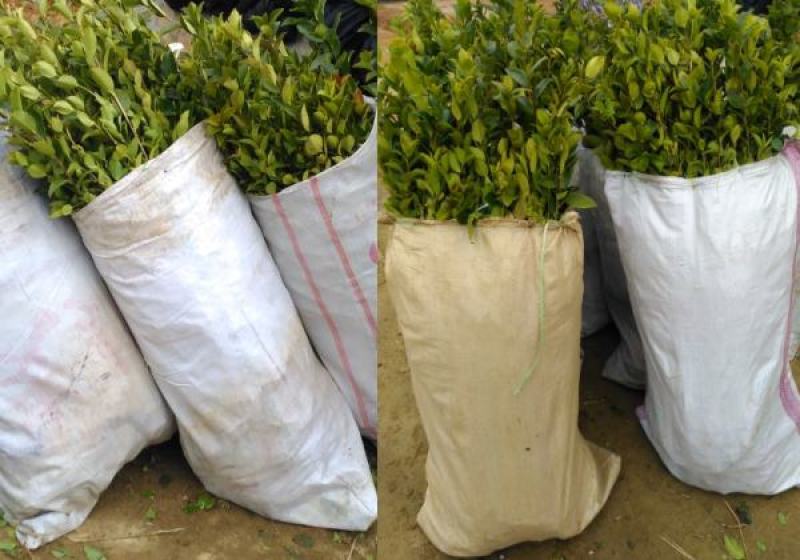 长林系油茶嫁接苗一年生二年生0.55