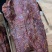 大块肉，香猪肉大量生产，厂家直销，量大从优。