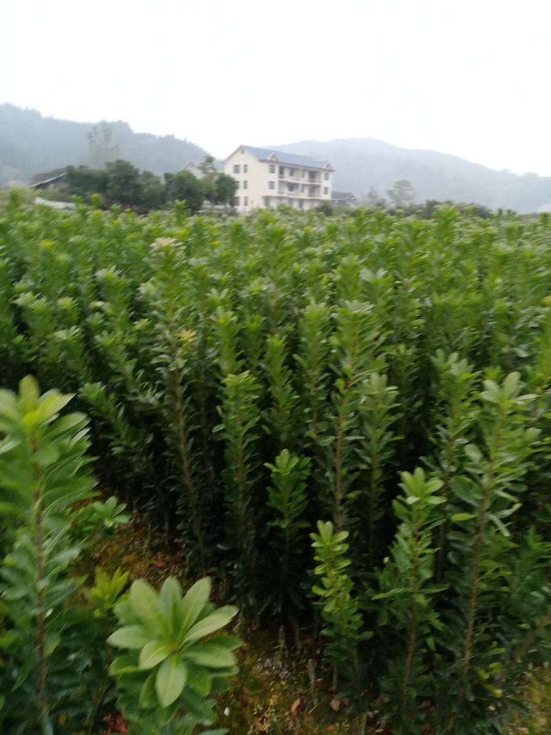 杨梅苗，农户自产自销没中间商欢迎关注点赞