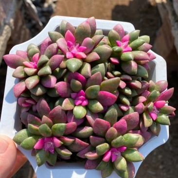 卡日松锦，吹雪松锦，带盆发货整箱批发，基地直销