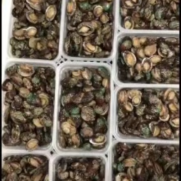 鲍鱼食用网红100头小鲍鱼保证包鲜支持全国发货