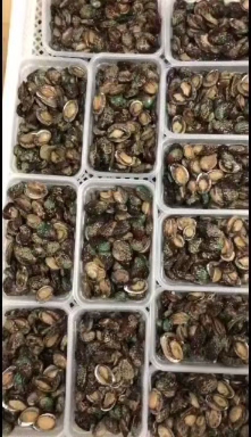 鲍鱼食用网红100头小鲍鱼保证包鲜支持全国发货