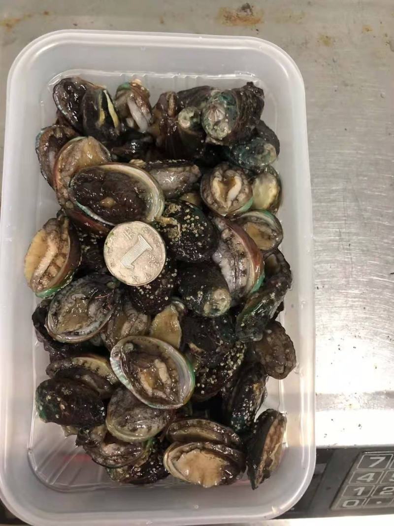 鲍鱼食用网红100头小鲍鱼保证包鲜支持全国发货