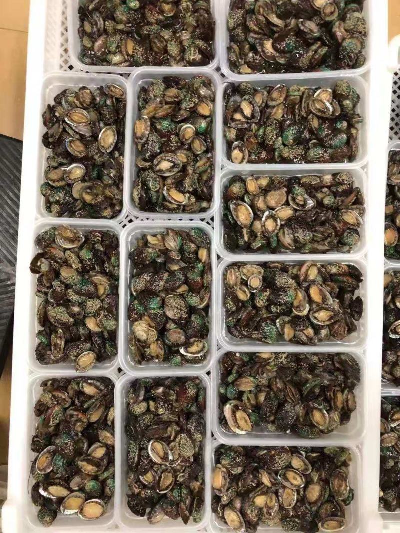 鲍鱼食用网红100头小鲍鱼保证包鲜支持全国发货