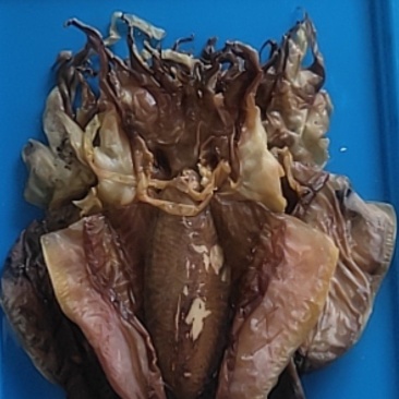 大墨鱼干现货干度足个大斤两足