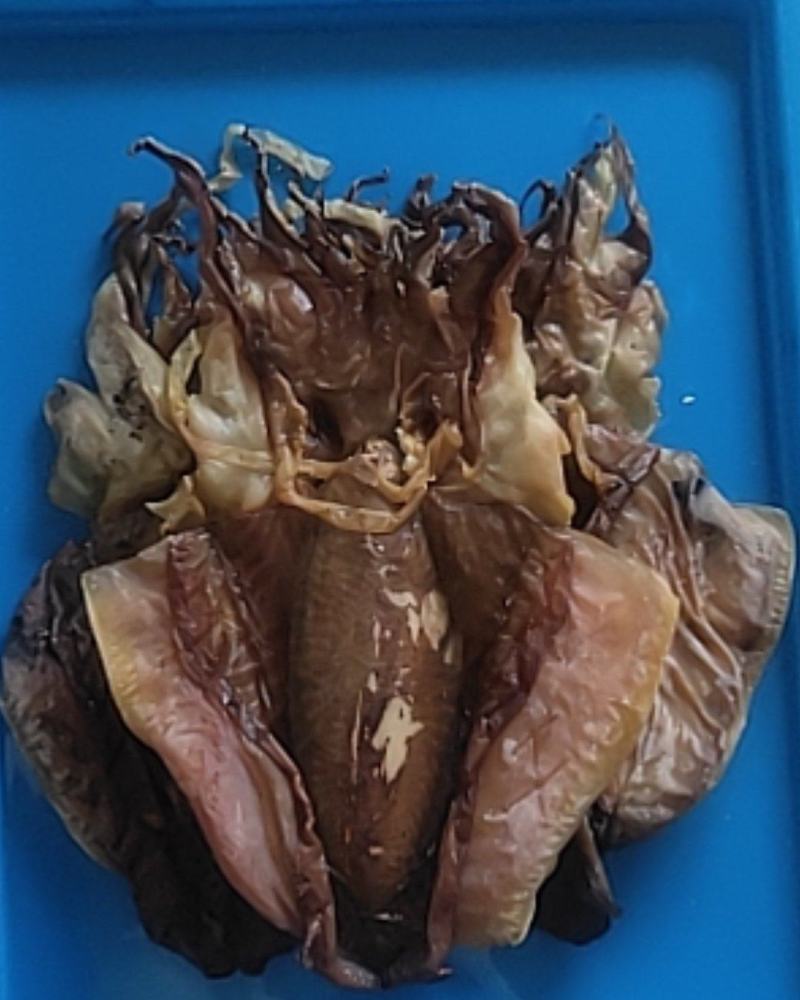 大墨鱼干现货干度足个大斤两足
