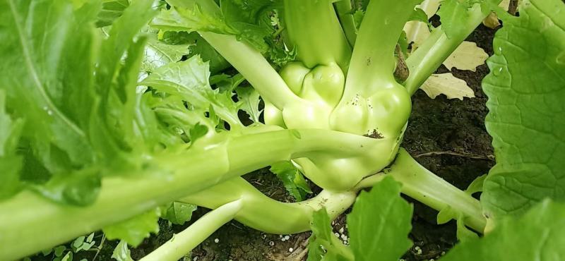 榨菜头，中华神菜，，，，，，