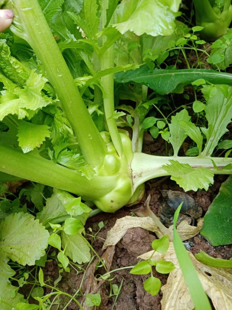 榨菜头，中华神菜，，，，，，