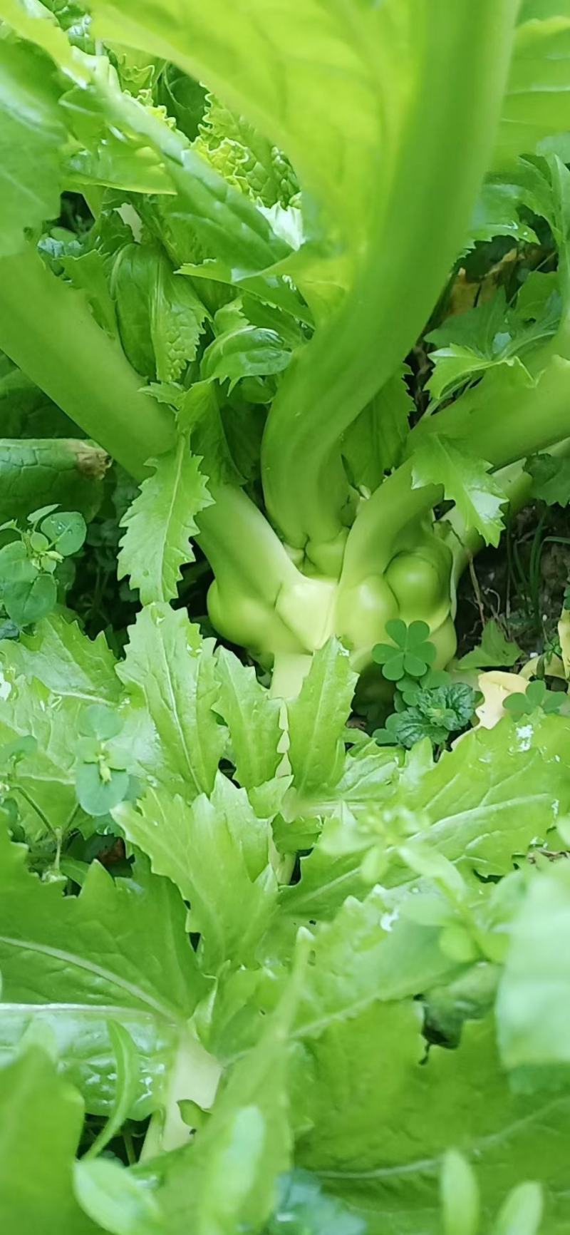 榨菜头，中华神菜，，，，，，