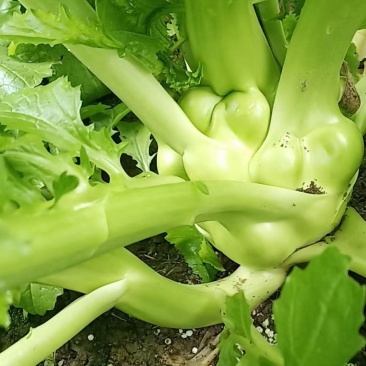 榨菜头，中华神菜，，，，，，
