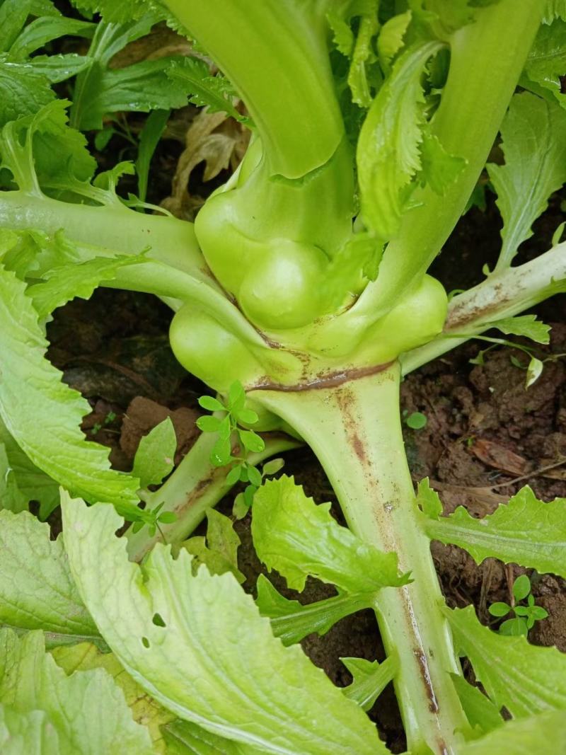 榨菜头，中华神菜，，，，，，