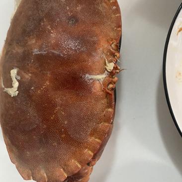 冰冻面包蟹品质保证规格1.2斤到2斤一只