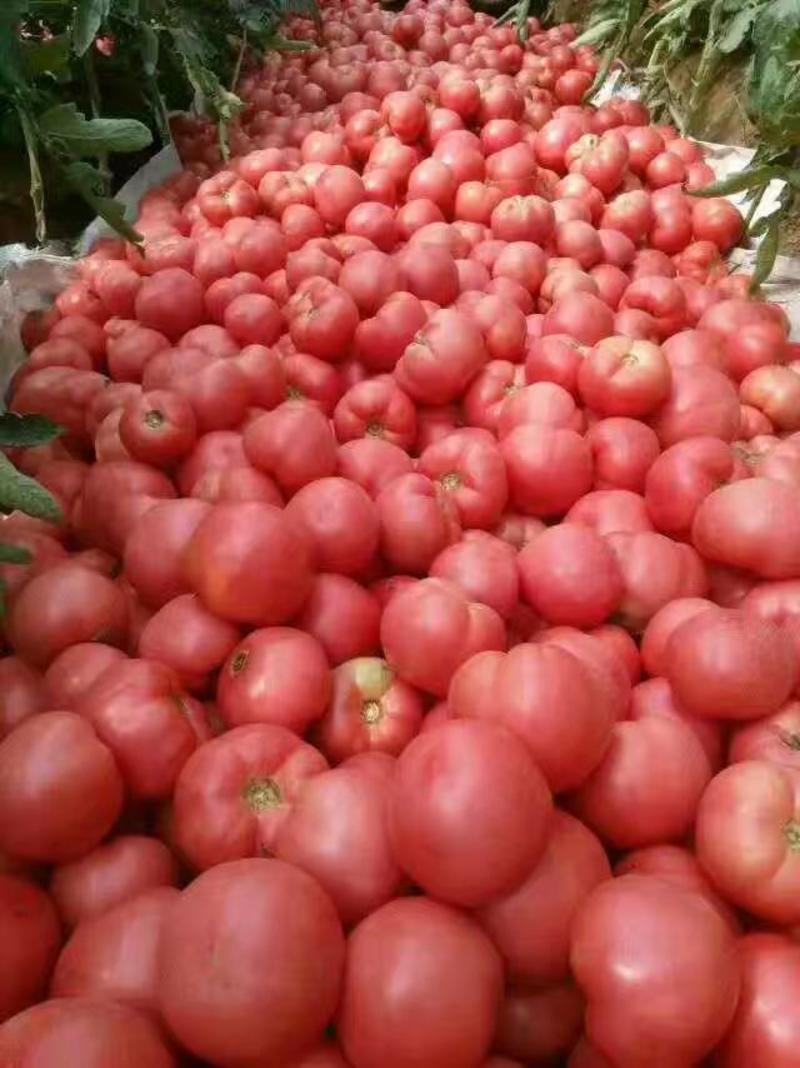 冷棚硬粉毛粉西红柿质量好价格合理质量保证