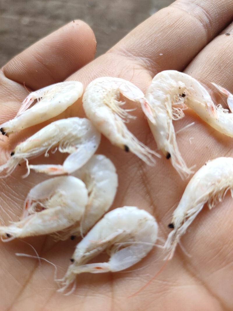 鲜虾皮，无盐虾皮，有盐虾皮