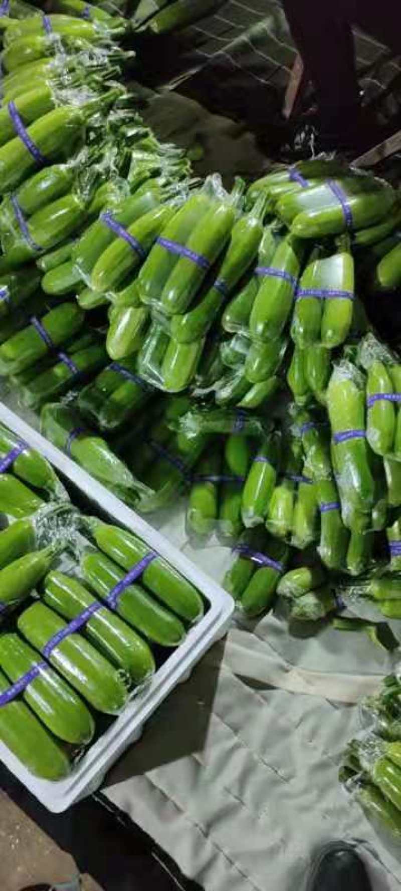 费县精品绿皮西葫芦（推荐）产地直发一手货源一条龙服务