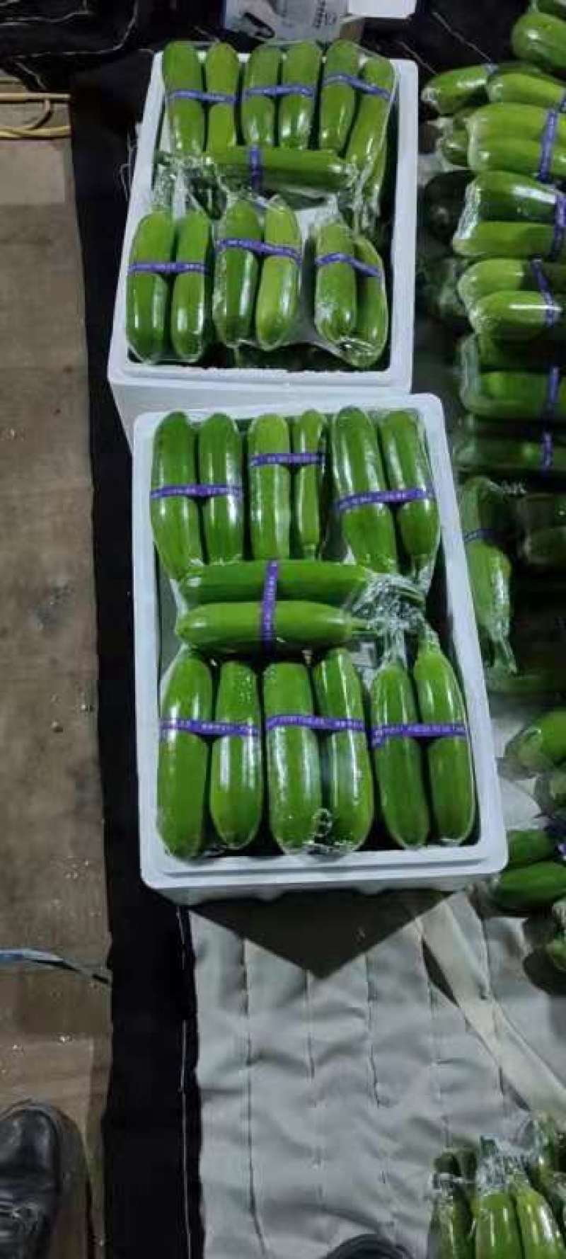 费县精品绿皮西葫芦（推荐）产地直发一手货源一条龙服务
