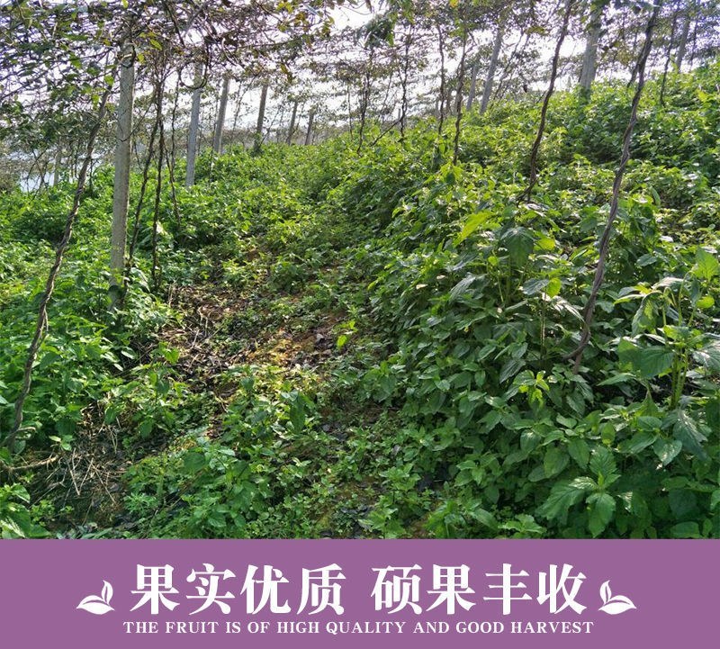 八月瓜苗籽少肉薄皮品种紫宝二号粉依青皮品种全