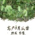 八月瓜苗籽少肉薄皮品种紫宝二号粉依青皮品种全