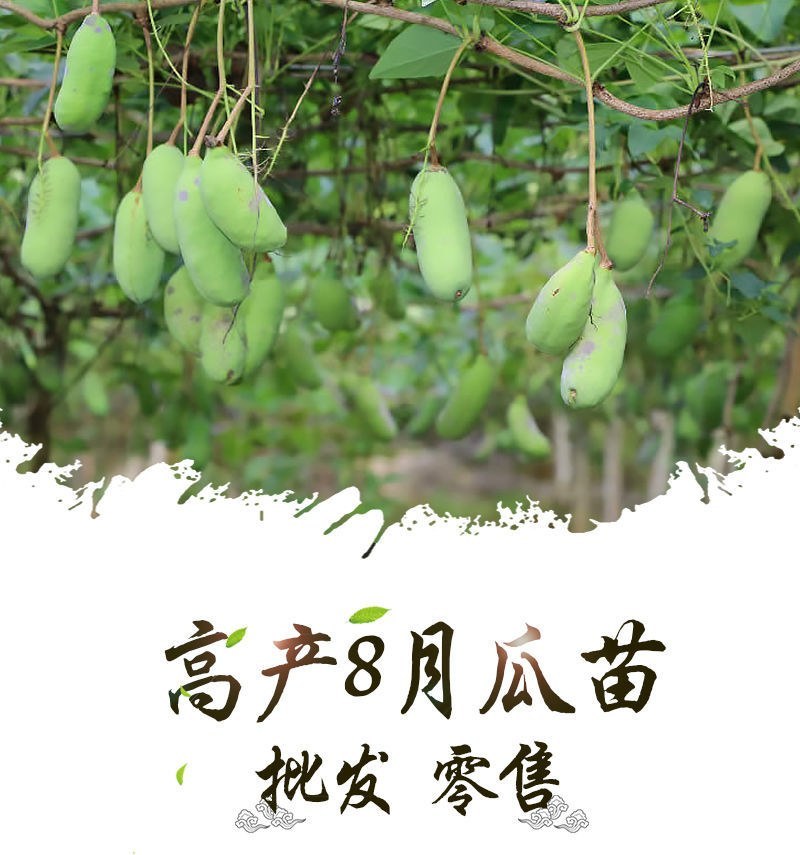 八月瓜苗籽少肉薄皮品种紫宝二号粉依青皮品种全