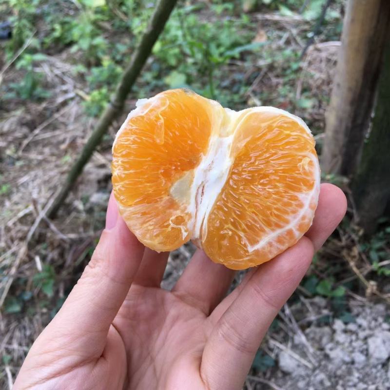火爆佳品鲜香多汁广西沃柑