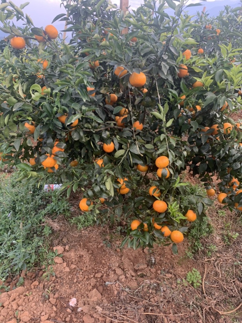 沃柑，云南沃柑已上市，有需要的欢迎实地看果