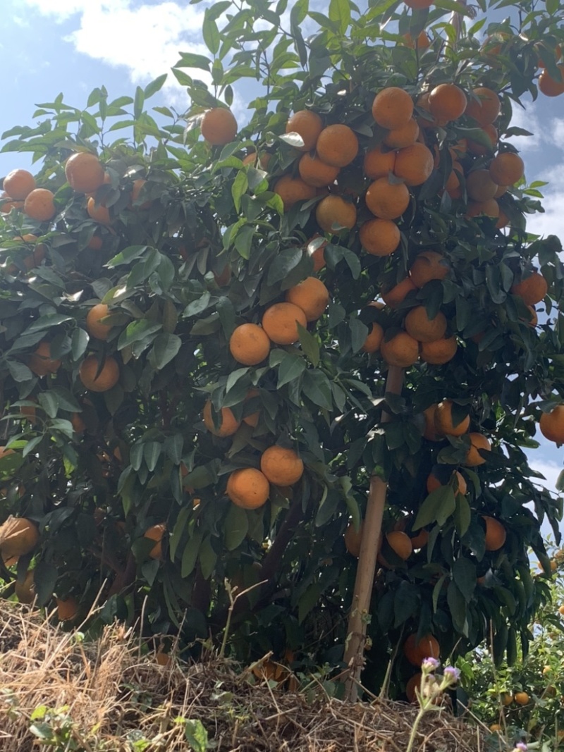 沃柑，云南沃柑已上市，有需要的欢迎实地看果