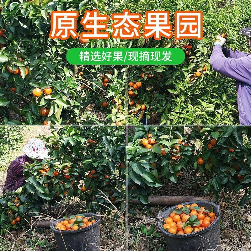 精致广西砂糖橘自产自销代发，大货
