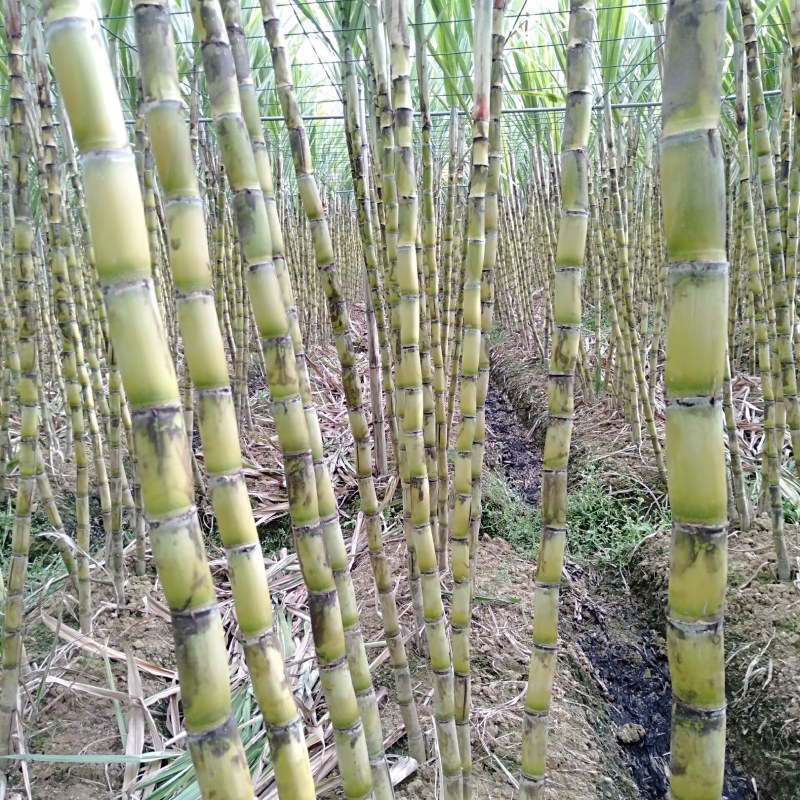 黄皮甘蔗黄皮果蔗自家种植，一年四季榨汁。