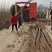 107速生杨树苗,无絮速生杨树苗,高度2-5米规格齐全