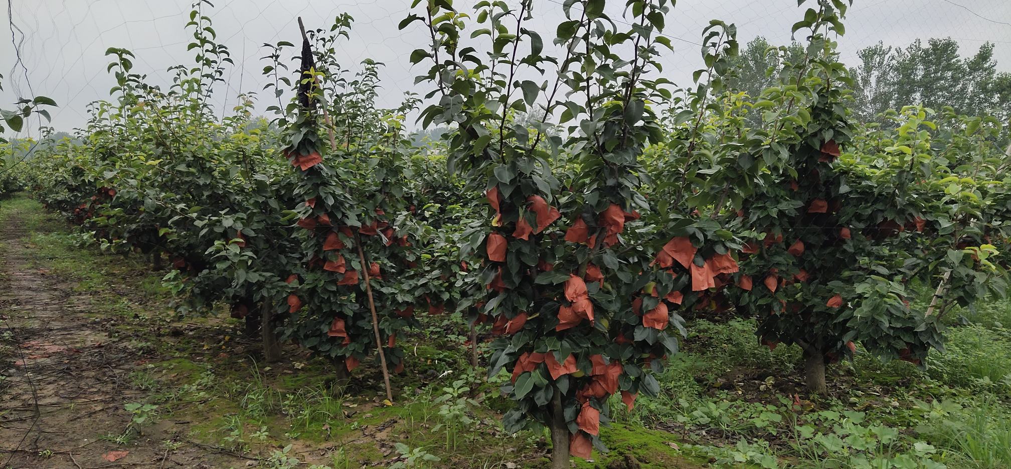刺梨果园实景图