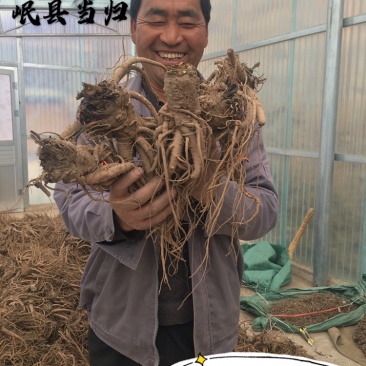 岷县现挖无硫新鲜大当归批发