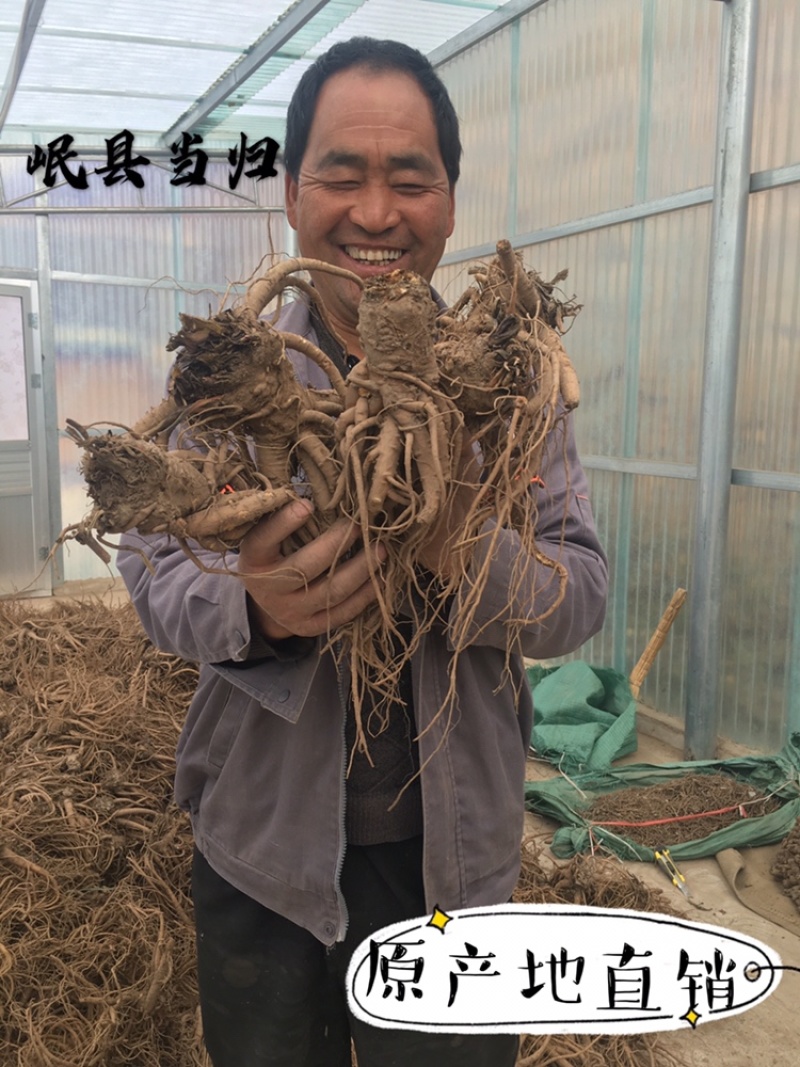岷县现挖无硫新鲜大当归批发