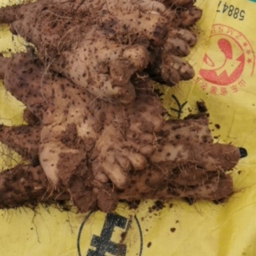 次品山药，炮弹，大，白玉