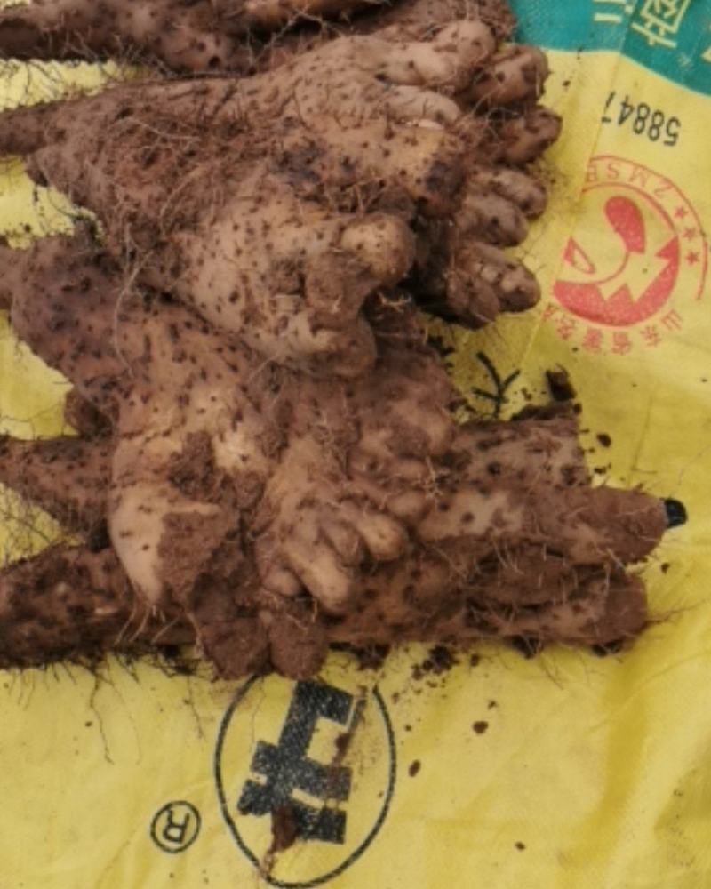 次品山药，炮弹，大，白玉