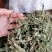 癞蛤蟆草野生包邮一一手选色青味浓批发零售产地直发一手货源