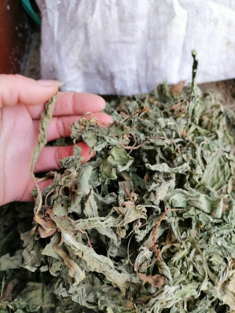 癞蛤蟆草野生包邮一一手选色青味浓批发零售产地直发一手货源