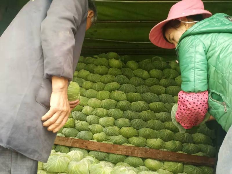 包菜，越冬王，甘蓝，富仕春春晓，