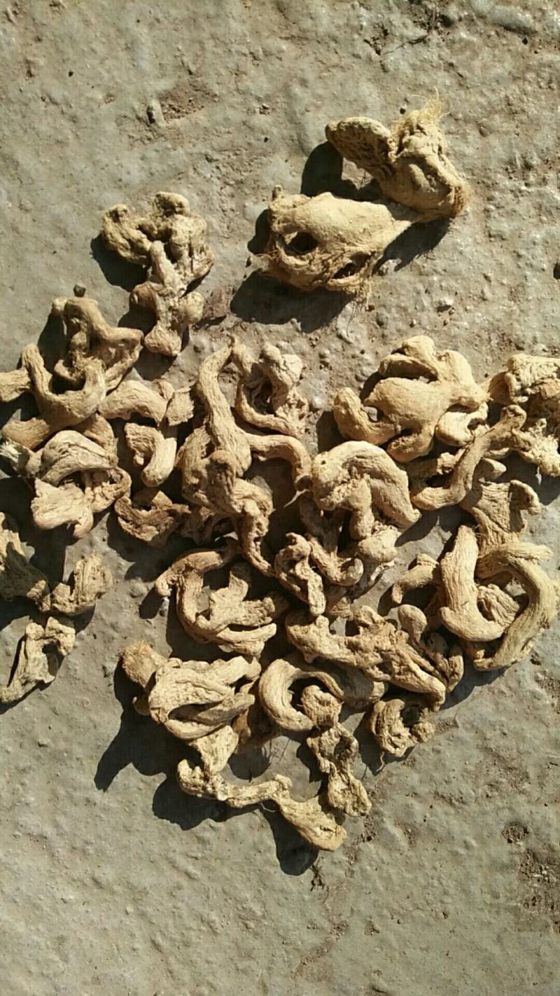 干姜(个子)采用云南当地产的小黄经清洗，凉晒，质好味正