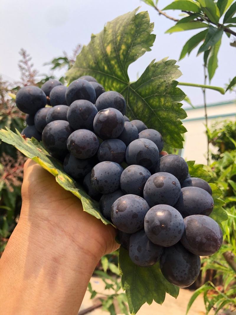 夏黑葡萄，基地直供，产量高，易管理。10颗起包邮