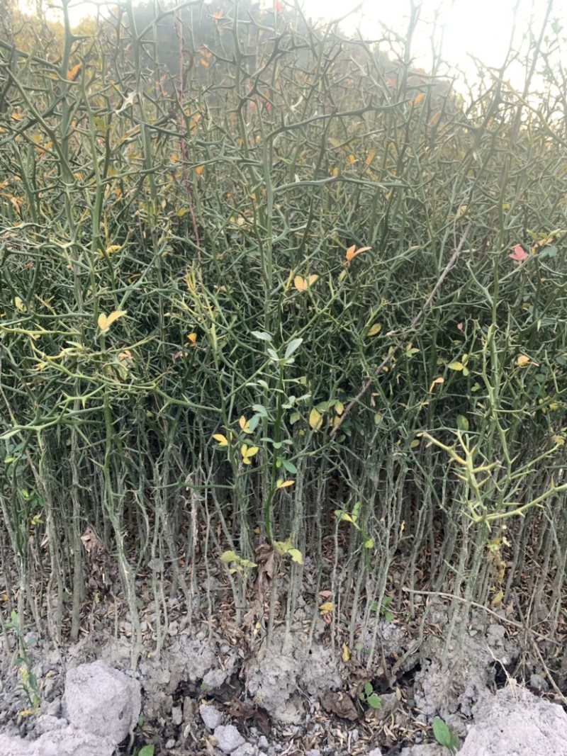 积壳小苗积壳小苗，积壳芽苗积壳小苗。桔子苗砖木。