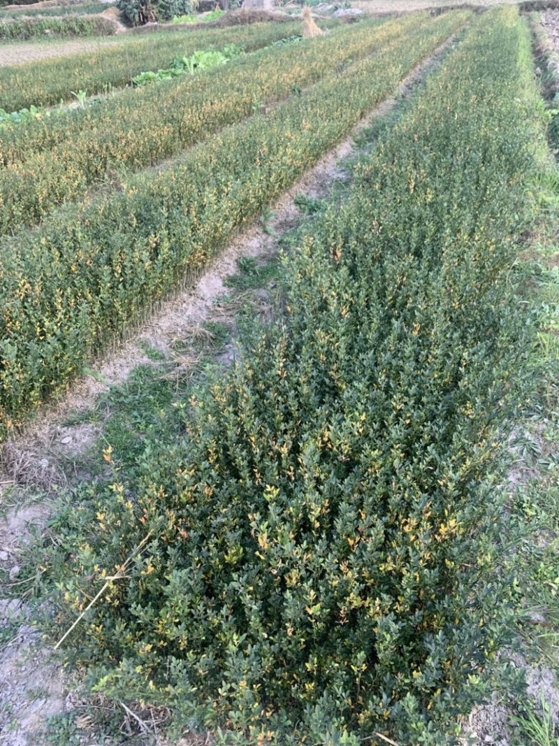 积壳小苗积壳小苗，积壳芽苗积壳小苗。桔子苗砖木。