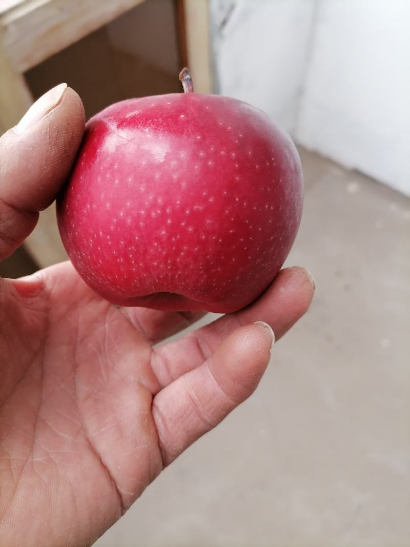 国红苹果有要的抓紧时间联系我