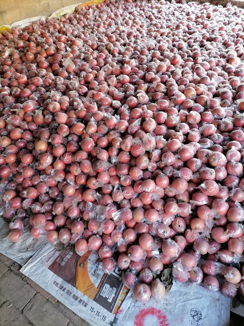 国红苹果有要的抓紧时间联系我